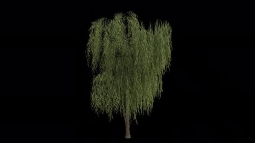 Der
Babylonische Trauerweidenbaum weht im Wind. Alpha-Kanal. Loop-Animation