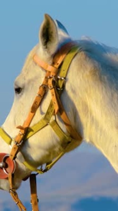 Cappadocia Landscape With Horses and Safari Vehicles Vertical Video