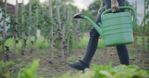 Gardener Walks with Watering Can in Vegetable Garden