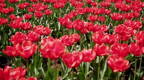 Sea of Red Tulips Sways Gently in the Breeze