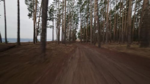 FPV drone flight in a pine forest in spring. Dynamic flight along a forest road.