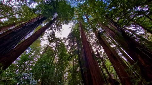 Tilt view of old-growth forest in coastal redwoods of Muir Woods national monument