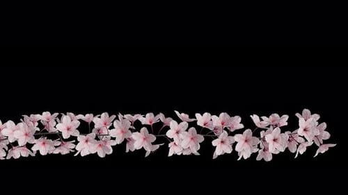 Blooming Cherry Branch - Lower Third - White Flowers - Alpha Channel