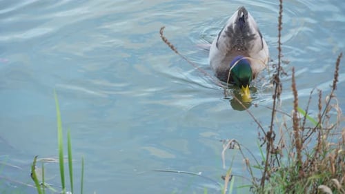 Drakes swimming in the pond looking for food. Duck pond with water birds. Flock of ducks
