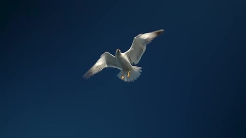 Seagull Flying Against Dark Blue Sky