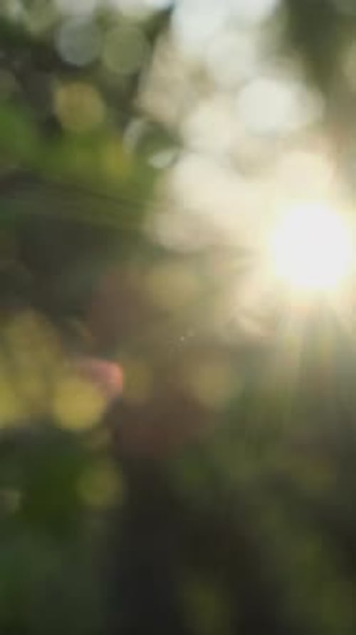 Vertikale Video-Sonnenstrahlen scheinen durch verschwommenes Laub und natürlichen Hintergrund