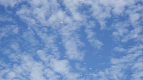 Birds Flying High in a Beautiful Blue Sky