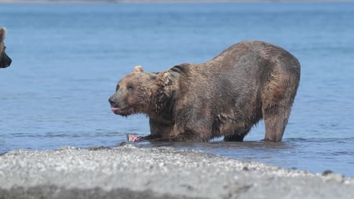 Brown Bear holding and eating Salmon fish in lake Kuril Kamchatka, medium shot