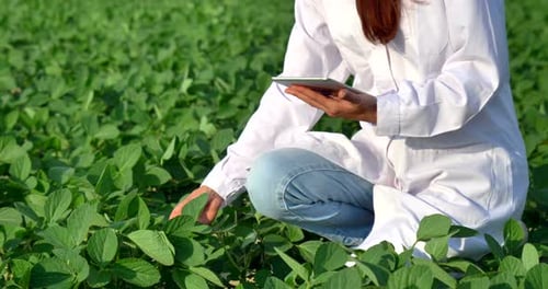 A plant specialist, checking the field soy, in a white coat makes a test analysis in a tablet, a b