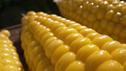 Close Up of Bright Yellow Corn on Cob
