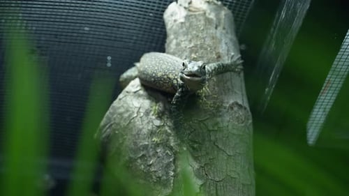 Der junge Komodowaran klettert auf einen Baum im Habitat des Zoos und schaut direkt in die Kamera