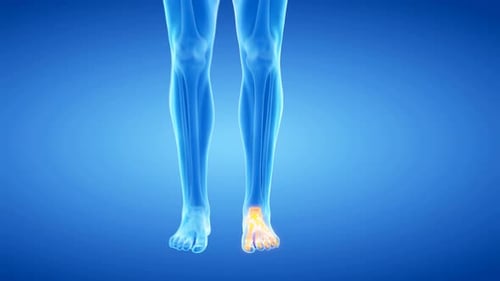 Anatomie des menschlichen Fußes mit hervorgehobenen Knochen der unteren Extremität