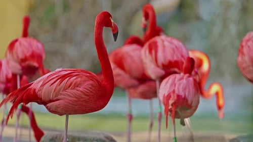 Close Up of a Bright Colorful Red American Flamingo This Close Up Video Shows a Detailed View
