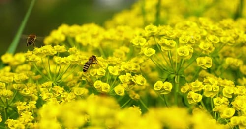 Close-up macro shot of a bee collects pollen and pollinates blooming yellow flower and flying away