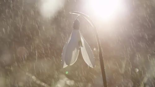 Iluminação de queda de neve da Street Garland Lamp Lantern. Vídeo atmosférico da temporada de inverno