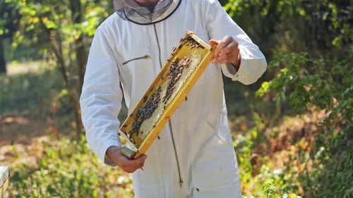 Bees on a frame in apiarist's hands.