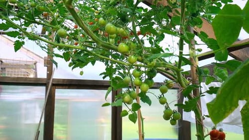 Fresh Green and Red Tomatoes in Garden Closeup View of Tomato Plant with Lots of Cherry Tomatoes