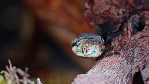 Close-up of a snake's head peeking out from under wood with detailed textures in nature