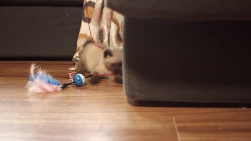 Cute Kitten Playing with a Feather Toy Indoors
