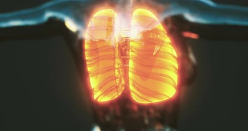 Medical Animation of Glowing Lungs Respiration Cycle