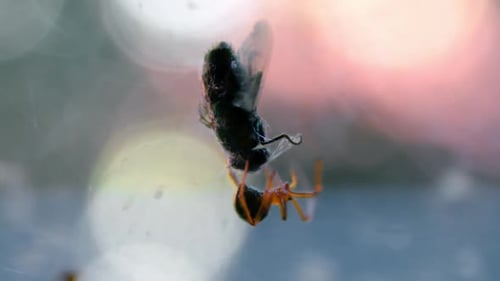 Primer plano de una araña viuda roja y su presa atrapada en la telaraña. Enfoque selectivo
