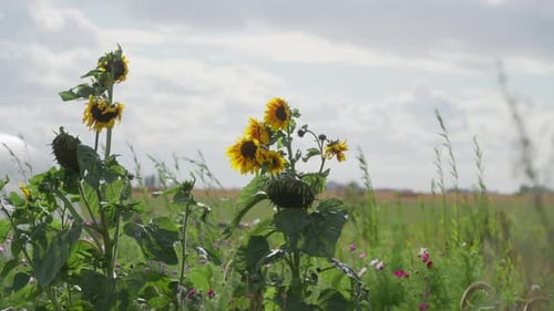 Wild sunflowers waving in summer breeze in slow motion