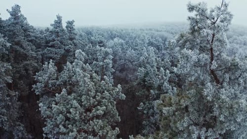 Flight among white trees in winter. Beautiful trees covered with snow in the forest. Aerial view.