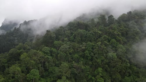 Aerial footage of spruce forest trees on the mountain hills at misty day