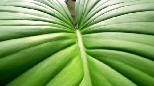 Close-Up of Green Tropical Leaf Texture with Natural Light