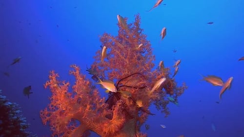 Tropical Red Soft Corals Blue Sea