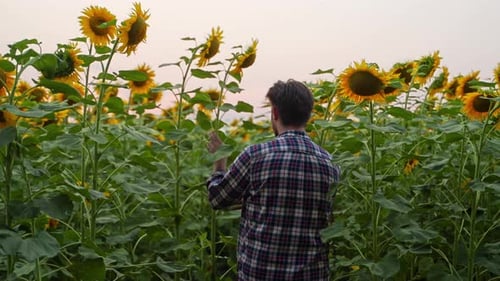 Agronomist Walking Cultivated Examining Sunflowers in the Field Farmer Inspects and Touches