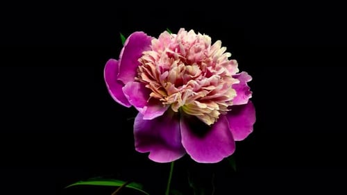Épanouissement des fleurs, floraison des fleurs