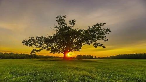 Silhouette of mystic giant tree growing on pasture during sunset time in background - time lapse sho