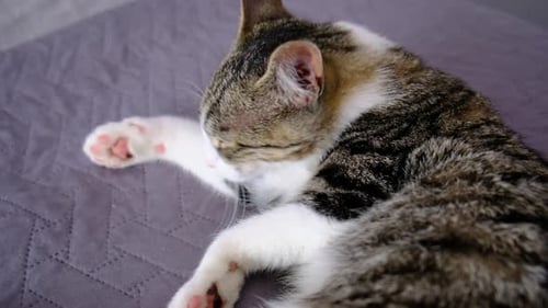 Cat Cleaning Itself on Grey Blanket Indoors