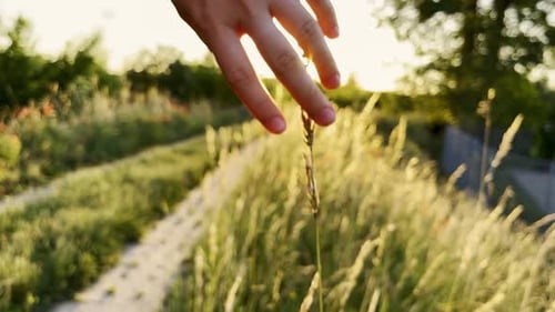 Female Hand Touching Fresh Green Grass Footage Ears of Rice in the Light of Dusk Gusty Wind Plays