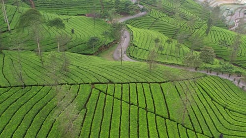 Tea Garden