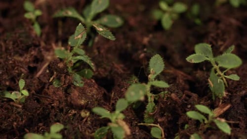 Greenhouse Growth and Agricultural Farm