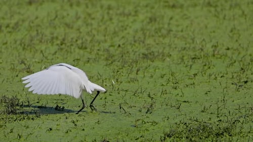 Ein Kuhreiher und ein indischer Teichreiher suchen im Feuchtgebiet des Keoladeo-Vogelschutzgebiets nach Nahrung.