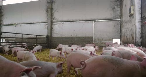 On the farm, group beautiful pigs (pink, brown) were let out for a walk al