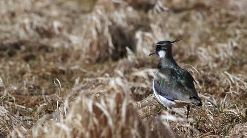 Lapwing in high strong wind in dry grass meadow