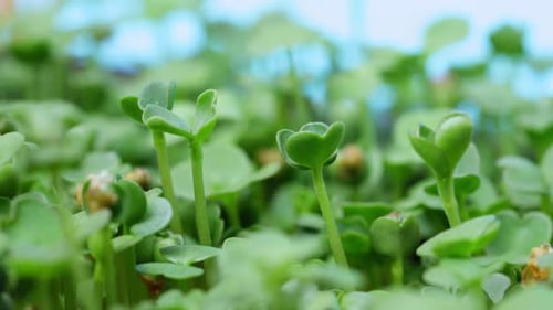 Vibrant Microgreens Growing Close Up