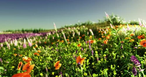 Lebendige Wildblumen blühen während der Frühlingssaison auf einer sonnigen Wiese