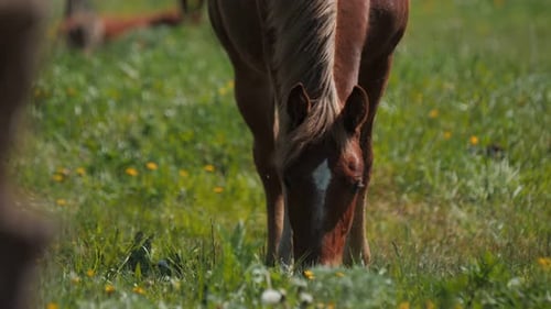 Brown Horse with Mark on Head Eats Fresh Grass on Pasture