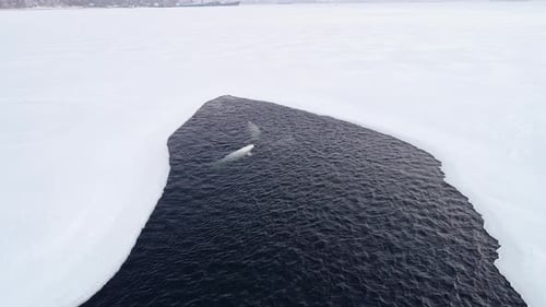 Aerial View of 2 White Whales Come Up to the Surface and Dive in the Clear Azure Sea Water Between