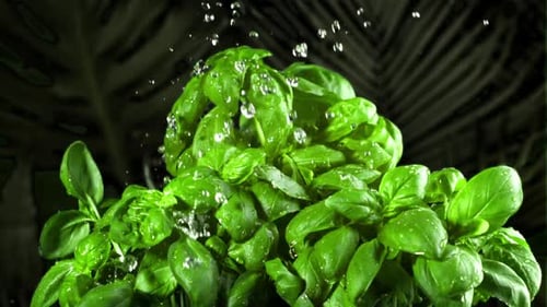 Fresh Basil Herb Sprinkled with Water Droplets