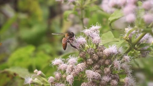 Honeybee Pollinating Flowers Up Close in Nature