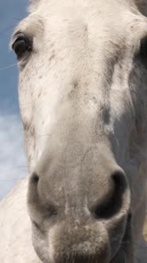 Cavalo branco posando para fotógrafo equestre