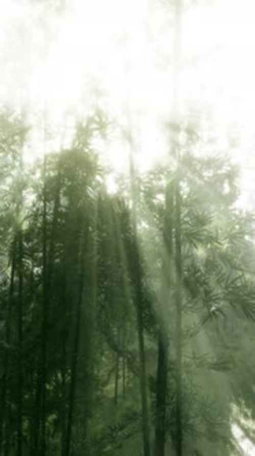 The Sun Shining Through a Bamboo Forest