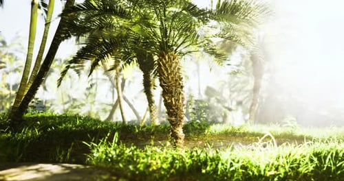 Sunlit Palm Trees in Lush Tropical Forest