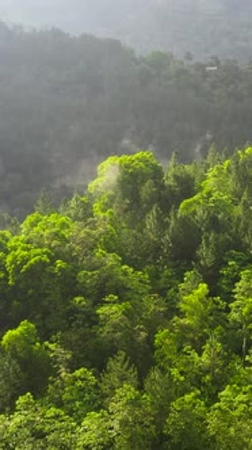 Tropical Landscape with Mountains and Jungle